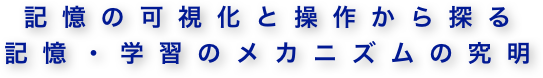 記憶の可視化と操作から探る
記憶・学習のメカニズムの究明